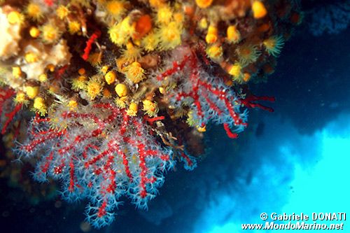 Corallo rosso (Corallium rubrum)