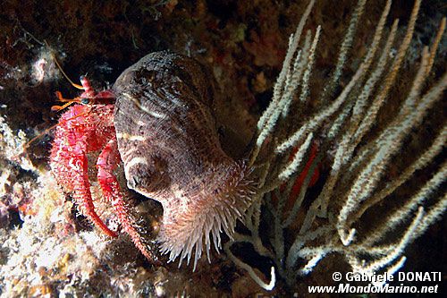 Paguro (Dardanus calidus)