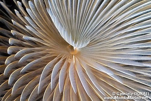 Spirografo (Sabella spallanzanii)