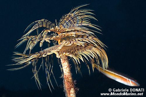 Spirografo (Sabella spallanzanii)