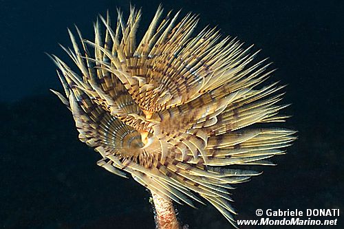 Spirografo (Sabella spallanzanii)