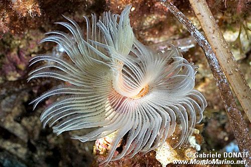 Verme dal ciuffo bianco (Protula tubularia)