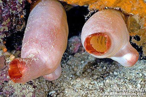 Patata di mare (Halocynthia papillosa)