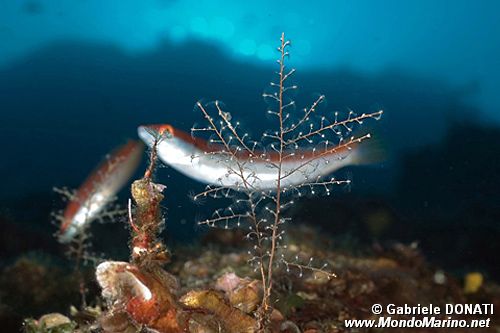 Donzella (Coris julis)