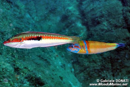 Donzella (Coris julis)