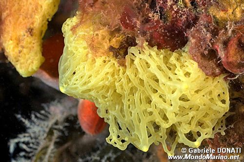 Spugna gialla (Clathrina clathrus)