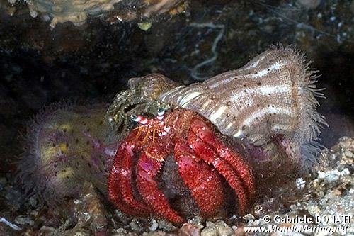 Paguro (Dardanus calidus)