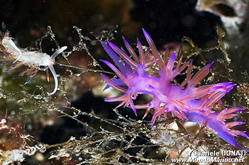 Flabellina rosa (Flabellina affinis)