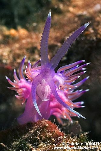 Flabellina rosa (Flabellina affinis)