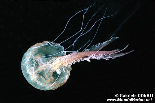 Medusa luminosa (Pelagia noctiluca)