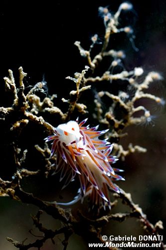 Cratena (Cratena peregrina)