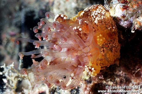 Attinia alice (Alicia mirabilis)