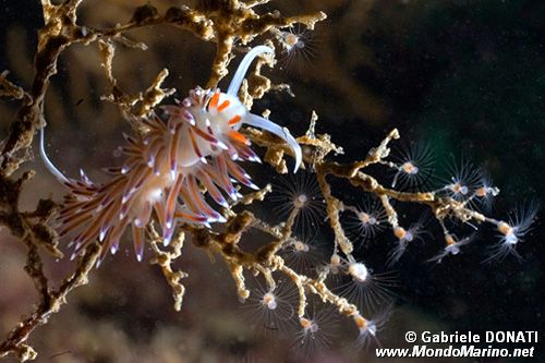 Cratena (Cratena peregrina)
