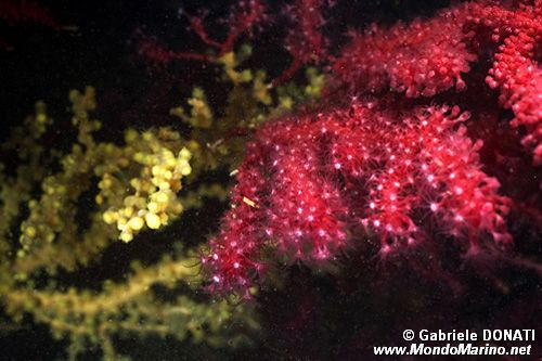 Gorgonia rossa (Paramuricea clavata)