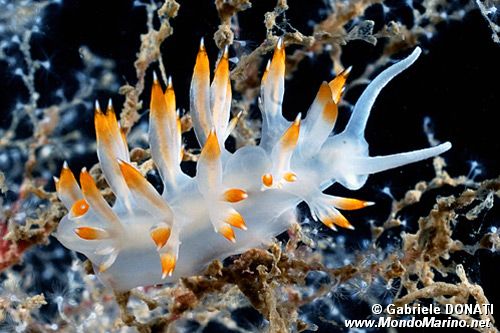 Flabellina bianca (Flabellina babai)