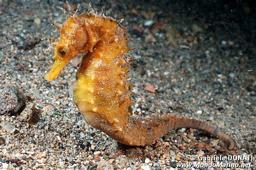 Cavalluccio marino (Hippocampus guttulatus)