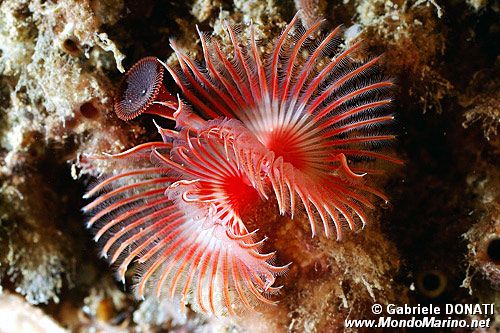 Serpula (Serpula vermicularis)