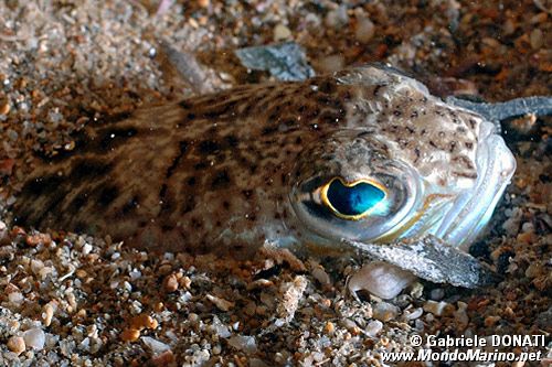 Tracina (Trachinus draco)