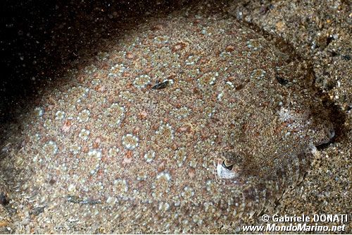 Rombo (Bothus podas podas)