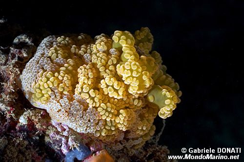 Attinia alice (Alicia mirabilis)