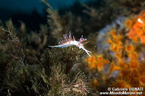 Cratena (Cratena peregrina)