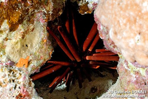 Riccio matita ardesia (Heterocentrotus mammillatus)