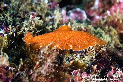 Platelminta (Yungia aurantiaca)