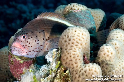 Pesce falco (Paracirrhites forsteri)