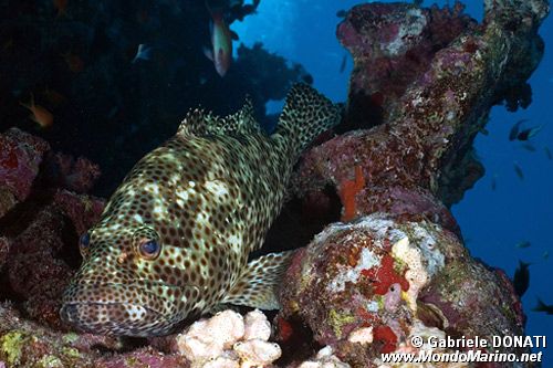 Cernia maculata bruna (Epinephelus tauvina)