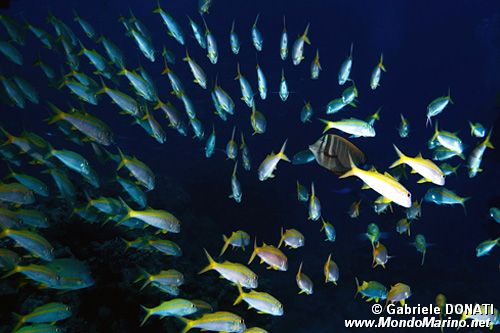 Triglia pinna gialla (Mulloidichthys vanicolensis)