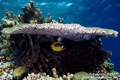 Pesce farfalla fasciato (Chaetodon fasciatus)