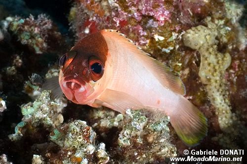 Cernia dal berretto basco (Epinephelus fasciatus)