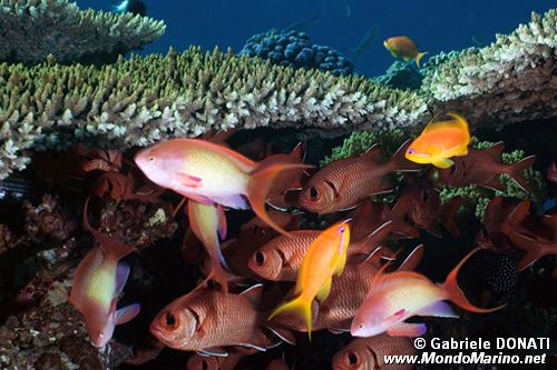 Pesce soldato (Myripristis murdjan)