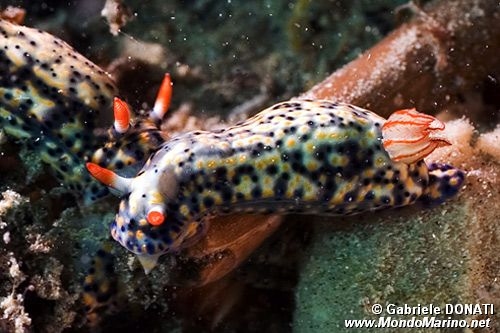 Doride infuocato (Hypselodoris infucata)