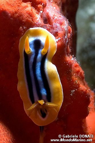 Nudibranchio pigiama (Chromodoris quadricolor)