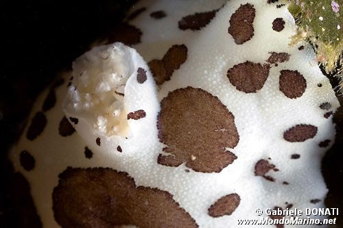 Vacchetta di mare (Discodoris atromaculata)