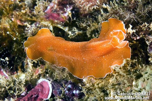 Platelminta (Yungia aurantiaca)