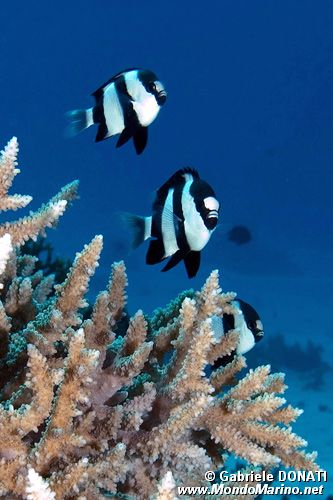Damigella codabianca (Dascyllus aruanus)