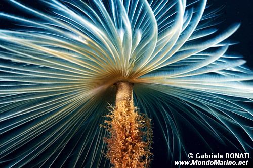 Spirografo (Sabella spallanzanii)