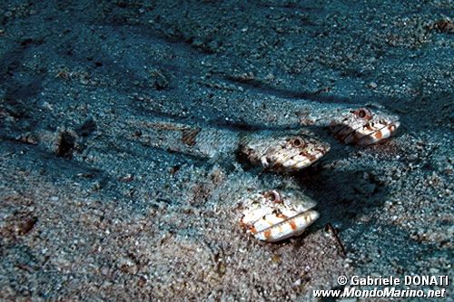 Pesce lucertola variegato (Synodus variegatus)