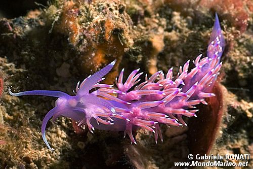 Flabellina rosa (Flabellina affinis)