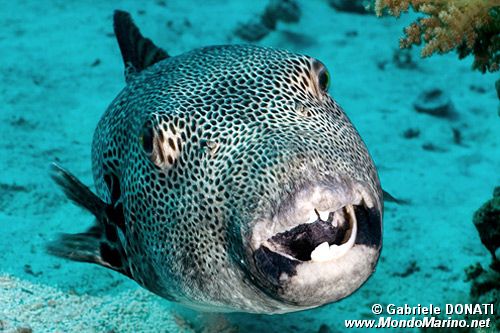 Pesce palla (Arothron stellatus)