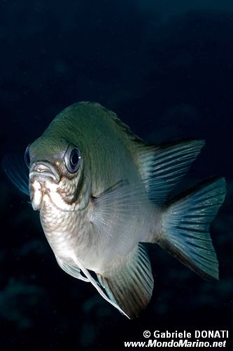 Damigella a ventre bianco (Amblyglyphidodon leucogaster)
