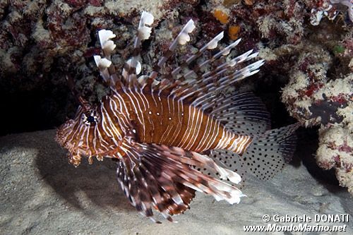 Pesce cobra (Pterois miles)