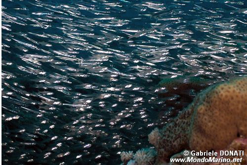 Pesce vetro (Parapriacanthus ransonneti)