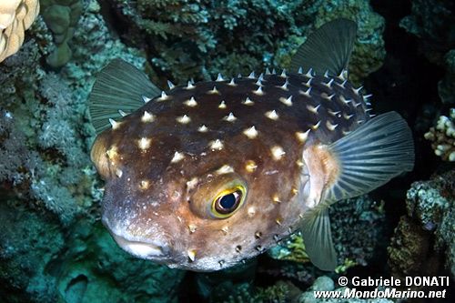 Pesce istrice (Cyclichthys spilostylus)