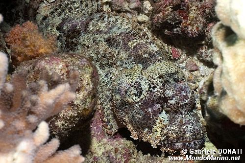 Pesce scorpione tessellato (Scorpaenopsis oxycephala)