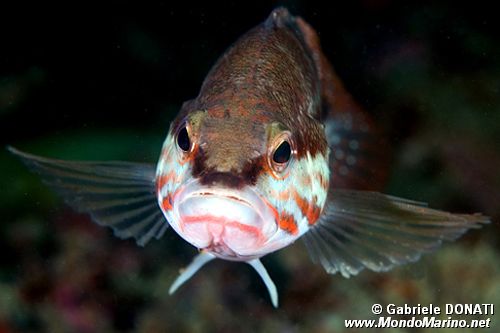 Perchia (Serranus cabrilla)