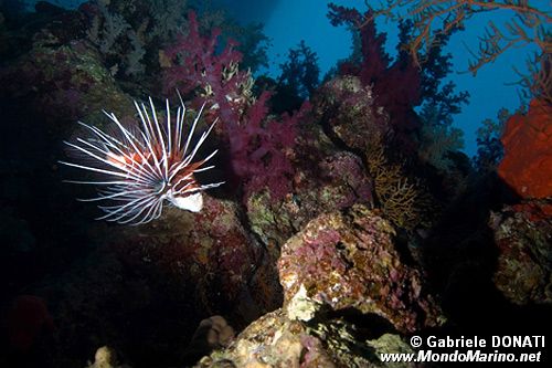 Pesce cobra (Pterois radiata)