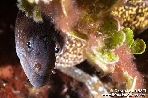 Murena (Muraena helena)